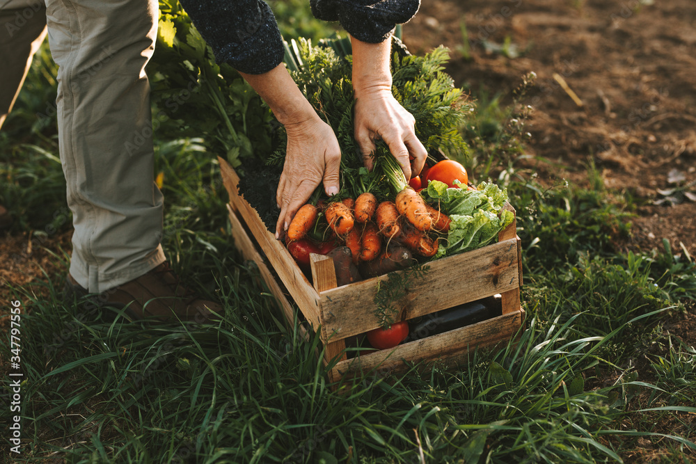 Buntes Bio-Gemüse in einer Holzbox